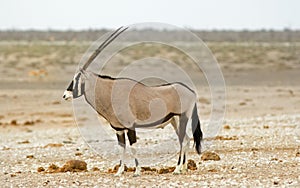 Isolated side profile of a Gemsbok oryx