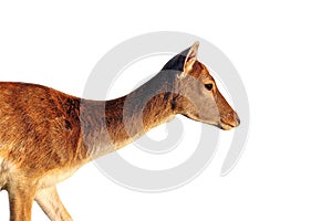 Isolated side view of a deer doe