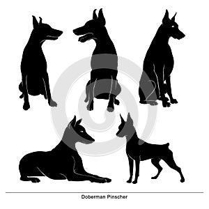 Isolated silhouette of a doberman pinscher on a white background