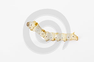 Isolated silkworm photo