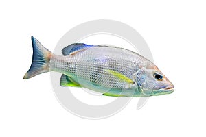 Isolated silver perch fish