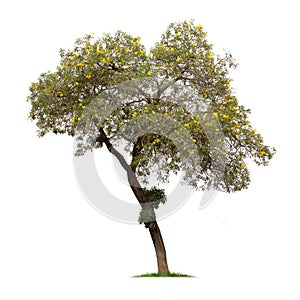 Isolated Silver trumpet tree or Yellow Tabebuia on white background