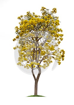 Isolated Silver trumpet tree or Yellow Tabebuia on white background photo