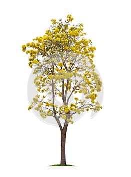 Isolated Silver trumpet tree or Yellow Tabebuia on white background