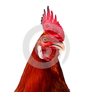 Isolated singing rooster.