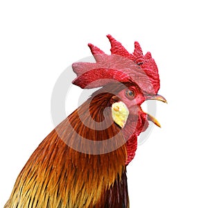 Isolated singing rooster
