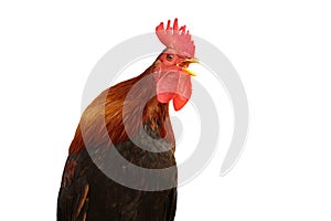 Isolated singing rooster