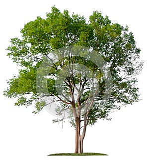 Isolated single big tree on white background