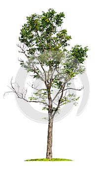 Isolated single big tree on white background