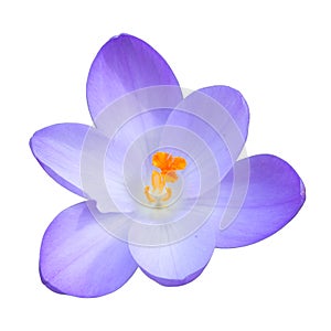 Isolated single blue crocus spring flower