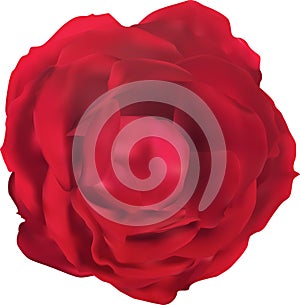 Isolated single dark red rose bloom