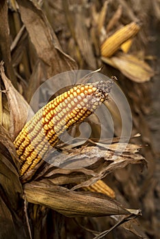 Isolated single ear of yellow corn on the cob kernels in agricultural with dried brown leaves and husks