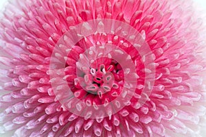 Isolated single flower of pink daisy - macro