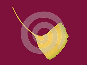 An isolated single Ginkgo biloba tree leafe on raspberry colour background. Vivid golden yellow colour. photo