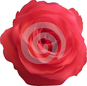 Isolated single red rose bloom
