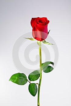 A isolated long stem red rose in white background