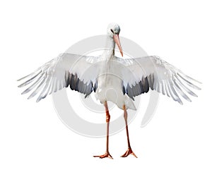 Isolated single stork with open wings