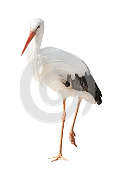 Isolated single stork standing on one leg