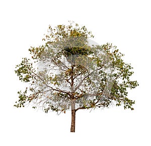 Isolated single tree greenery botanical