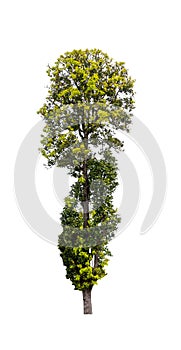 Isolated single tree greenery botanical