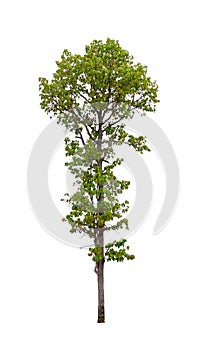 Isolated single tree greenery botanical