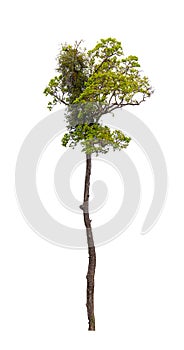 Isolated single tree greenery botanical