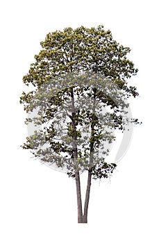 Isolated single tree greenery botanical