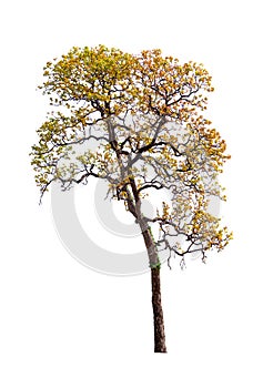 Isolated single tree greenery botanical