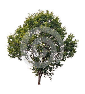 Isolated single tree greenery botanical