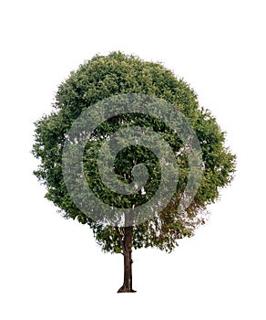 Isolated single tree greenery botanical