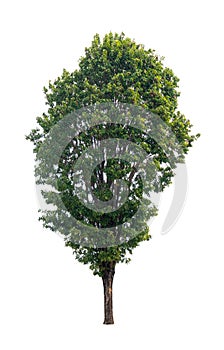 Isolated single tree greenery botanical