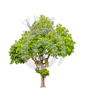 Isolated single tree greenery botanical