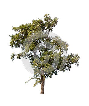 Isolated single tree greenery botanical