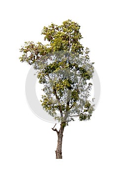 Isolated single tree greenery botanical