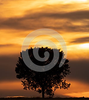 Isolated single tree silhouette at sunset with cloudy sky