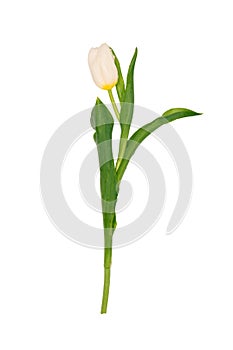 Isolated single tulip with a white flower