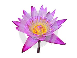 Isolated single violet nymphaeaceae or lotus flower