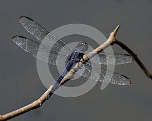 Isolated slaty skimmer Libellula incesta dragonfly