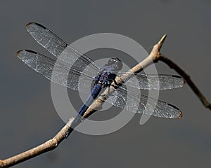 Isolated slaty skimmer Libellula incesta dragonfly photo