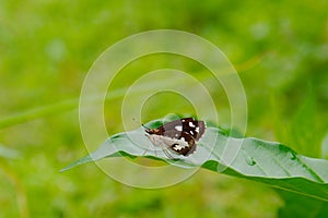 A isolated small butterfly resting on a fresh green leaf on a sunny day