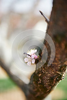 Isolated small cherry flower on the tree trunk