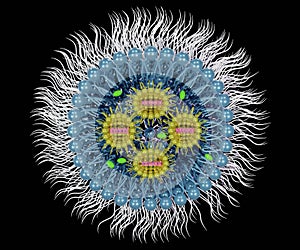 isolated Small interfering RNA or siRNA, mRNA in the lipid based nanoparticle