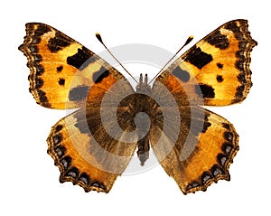 Isolated small tortoiseshell butterfly