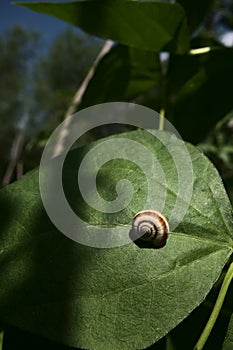 Isolated small white and brown snail
