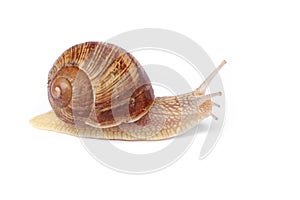 Isolated snail