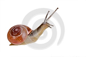 Isolated snail