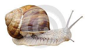 Isolated snail of Burgundy