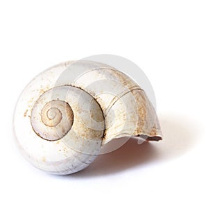 Isolated Snail Shell