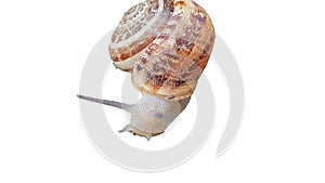 Isolated snail on a white background