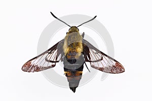 Isolated Snowberry Clearwing Moth photo
